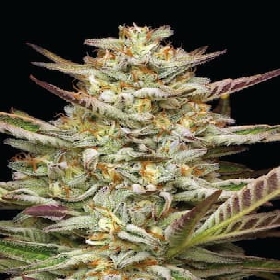 Gazzurple > Humboldt Seed Company